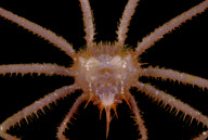 Deep-sea habitats in New Zealand