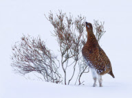 Entries in the Handbook of the Birds of the World (HBW) photo competition - 15 Jun 2012