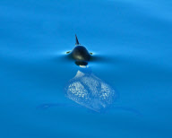 Entries in the Handbook of the Birds of the World (HBW) photo competition - 15 Jun 2012