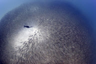 Highlights 2012 - Unsere besten Tierfotos