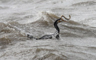 Bird catches and eats eel in rough seas at Lyme Regis, Dorset, Britain - 13 Jun 2012