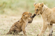 African Lion (Panthera leo nubica)