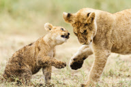 African Lion (Panthera leo nubica)