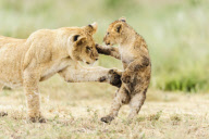 African Lion (Panthera leo nubica)
