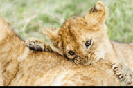 African Lion (Panthera leo nubica)