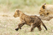 African Lion (Panthera leo nubica)