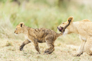 African Lion (Panthera leo nubica)