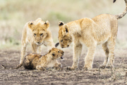 African Lion (Panthera Leo)