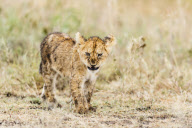 African Lion (Panthera Leo)