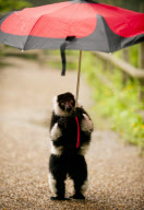 Black-and-white-ruffed lemur enjoys the rain, Dudley Zoological Gardens, Britain - 21 Jun 2012