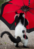 Black-and-white-ruffed lemur enjoys the rain, Dudley Zoological Gardens, Britain - 21 Jun 2012