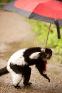 Black-and-white-ruffed lemur enjoys the rain, Dudley Zoological Gardens, Britain - 21 Jun 2012