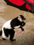 Black-and-white-ruffed lemur enjoys the rain, Dudley Zoological Gardens, Britain - 21 Jun 2012