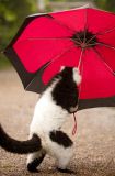 Black-and-white-ruffed lemur enjoys the rain, Dudley Zoological Gardens, Britain - 21 Jun 2012