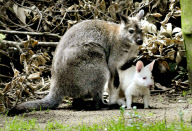 Bennett Känguru