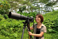 Pig-tailed Macaque hanging off a tree to drink water, Kinabatangan River, Borneo - Jun 2011