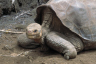 GIANT TORTOISE