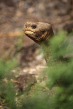 Lonesome George