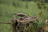 Osprey chicks ringed as part of conservation efforts, Scottish borders, Scotland - 26 Jun 2012