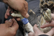 Osprey chicks ringed as part of conservation efforts, Scottish borders, Scotland - 26 Jun 2012