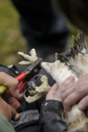 Osprey chicks ringed as part of conservation efforts, Scottish borders, Scotland - 26 Jun 2012