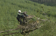 Osprey chicks ringed as part of conservation efforts, Scottish borders, Scotland - 26 Jun 2012