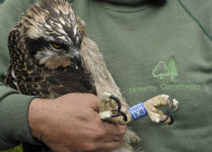 Osprey chicks ringed as part of conservation efforts, Scottish borders, Scotland - 26 Jun 2012