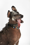 English dog wins the World