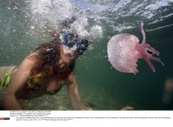 FRANCE: The jellyfish are invading the coasts