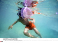 FRANCE: The jellyfish are invading the coasts