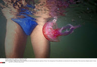 FRANCE: The jellyfish are invading the coasts