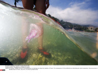 FRANCE: The jellyfish are invading the coasts