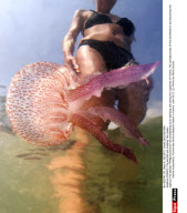 FRANCE: The jellyfish are invading the coasts