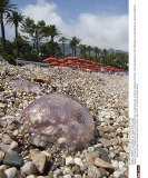 FRANCE: The jellyfish are invading the coasts