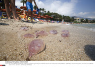 FRANCE: The jellyfish are invading the coasts