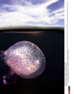 FRANCE: The jellyfish are invading the coasts