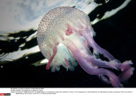 FRANCE: The jellyfish are invading the coasts