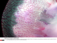 FRANCE: The jellyfish are invading the coasts