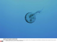 FRANCE: The jellyfish are invading the coasts