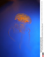 FRANCE: The jellyfish are invading the coasts