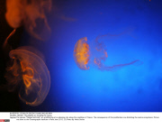 FRANCE: The jellyfish are invading the coasts