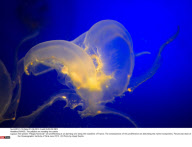 FRANCE: The jellyfish are invading the coasts