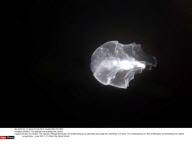 FRANCE: The jellyfish are invading the coasts
