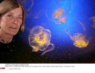 FRANCE: The jellyfish are invading the coasts