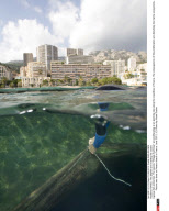 FRANCE: The jellyfish are invading the coasts
