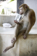 Kwan the Basketball Monkey, Kathu, Phuket, Thailand - 20 Jun 2012