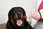 Rottweiler swallows a spoon, Leeds, Britain - Jun 2012