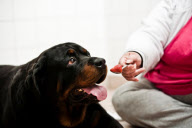 Rottweiler swallows a spoon, Leeds, Britain - Jun 2012