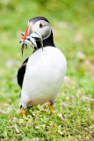 Atlantic puffin colony on Skomer island, Pembrokeshire, Wales - 30 Jun 2012