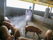 #(10)CHINA-SWINE FLU-PRECAUTION (CN)